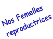 Nos Femelles reproductrices